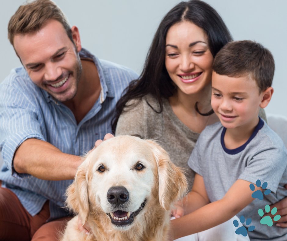 Щенок пап. Собака папеленка. Пёс отец одиночка. Щенки с папой. Смесь лабрадора и той терьера.