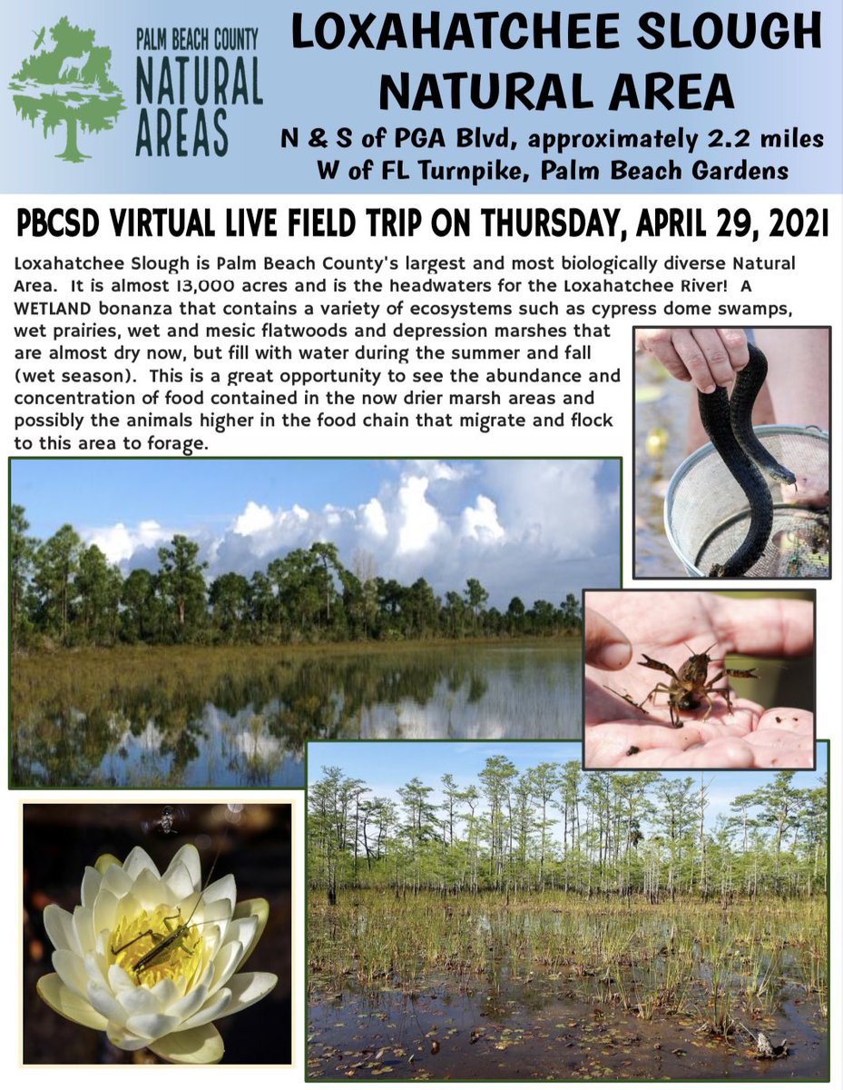 STEMagillPSMS's tweet photo. Who is ready to #explorewithERM this month?! Well, get ready because this Thursday (4/29) from 4-5pm, PBC ERM will take us virtually to Loxahatchee Slough NA! Come join, and ask real scientists your questions live!! @pbcsd @PBCSDScience #GoingTheDistancePBCSD *Link in comments! https://t.co/etNJWhgAWR