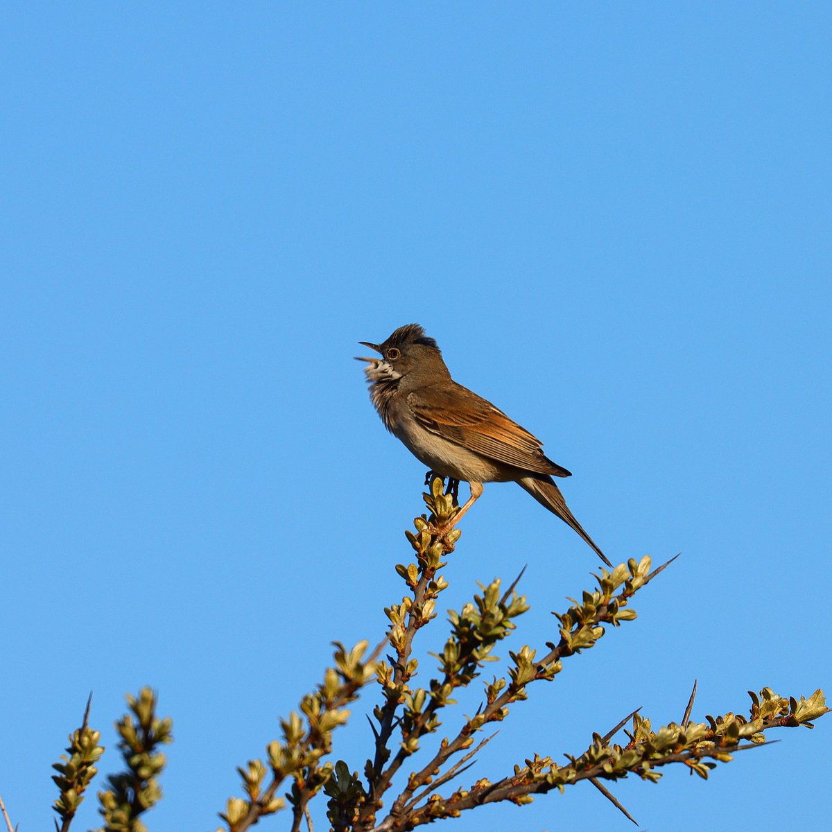 Anne83190328's tweet photo. Wat is #solleveld toch een paradijs voor #zangvogels. Vanochtend #tapuiten, #roodborsttapuiten, #grasmussen en #kneutjes die me toe zongen. Prachtig!
#tapuit #roodborsttapuit #kneu #grasmus #molenslag
@vogelnieuws @detapuit @Dunea @birdingplaces https://t.co/c7fuOR2b28