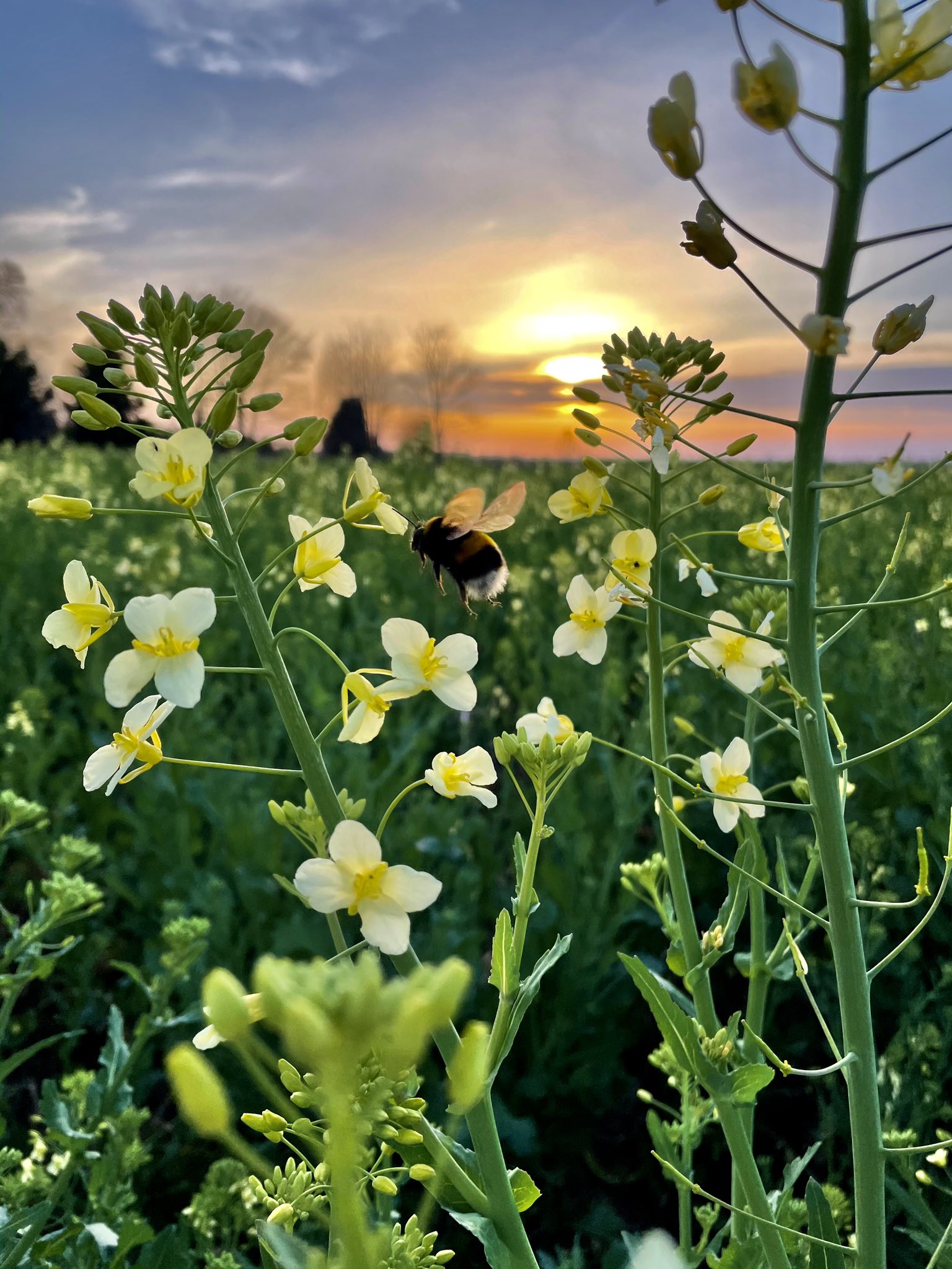 Oakbank Game on Twitter "The bees are enjoying the 2nd year Kale that