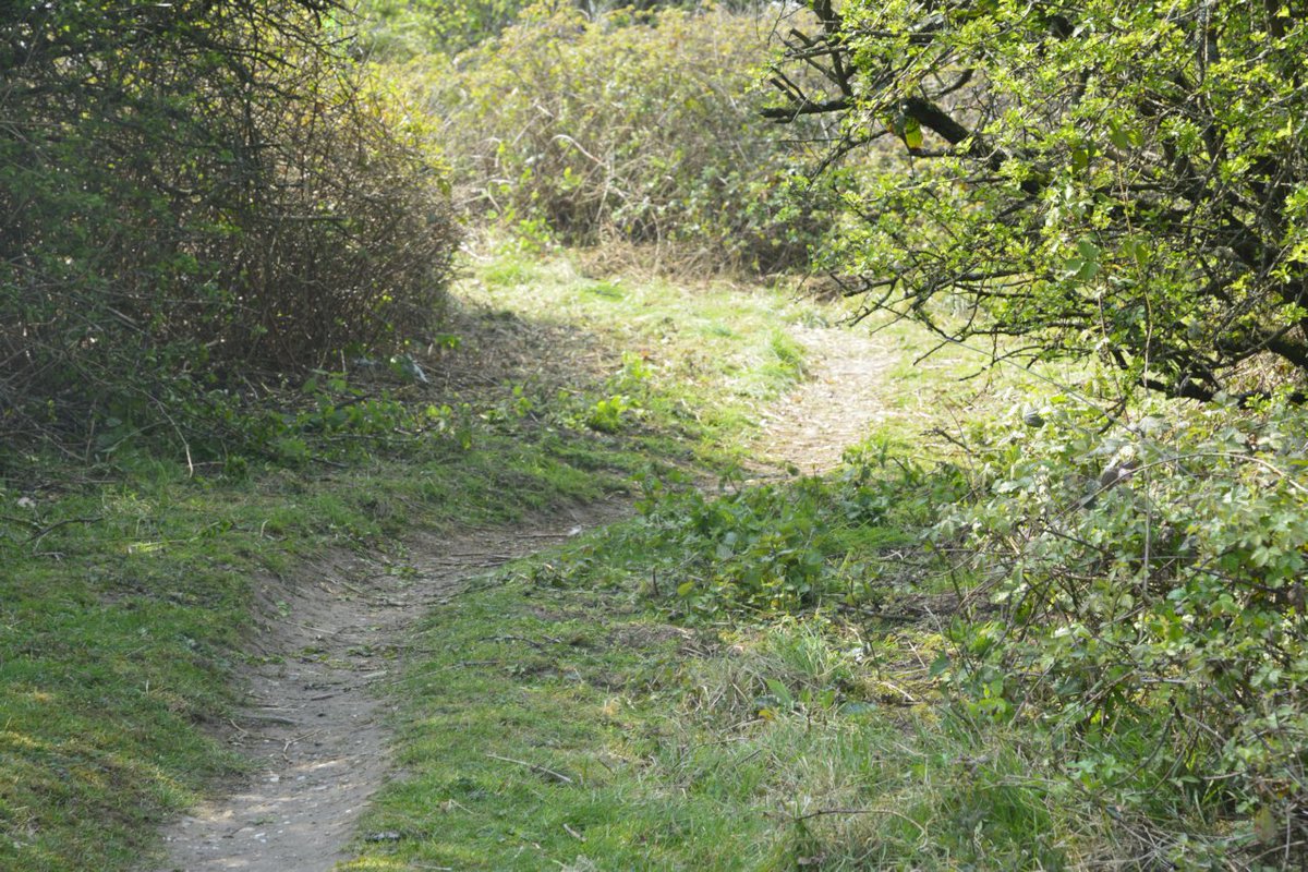 A few of the Colchester BAT pictured carrying out some bramble and scrub pruning along footpaths at the very popular Hillyfields Country Park for Colchester Borough Council. <a href="/TCVtweets/">The Conservation Volunteers (TCV)</a>