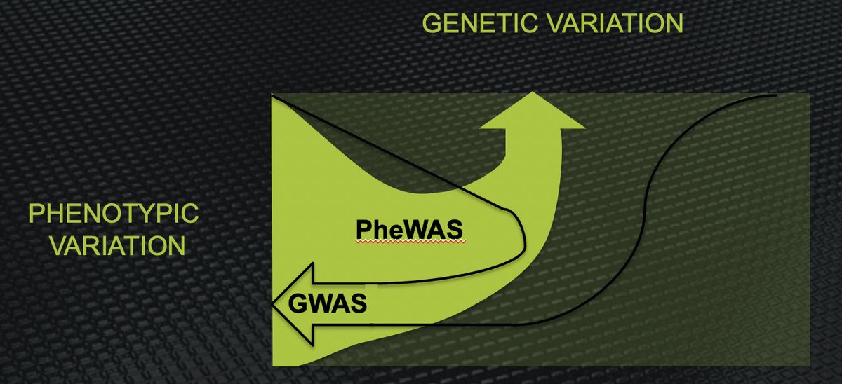 #PheWAS is the logical inverse of GWASGWAS looks at the contribution of genome-wide variation to one phenotype  #PheWAS looks at the full spectrum of phenotypes resulting from variation at one gene
