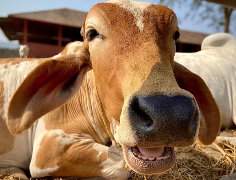 CowoftheDay1's tweet photo. 📅 3rd May 2021
🏷️Instagram/govindas.life
💕#animaloftheday https://t.co/w437rZuZ2t