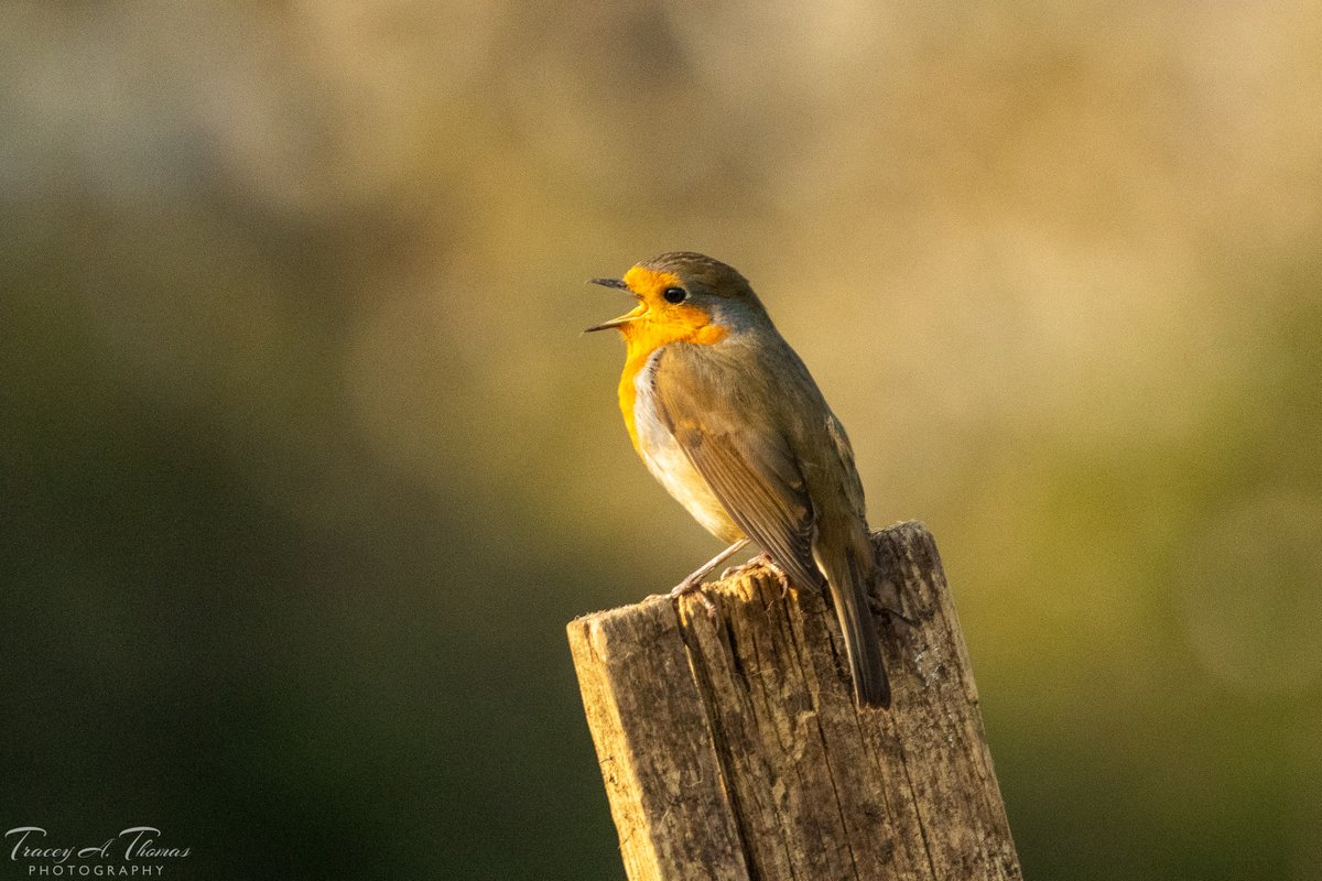 Robin singing in the morning sunlight at the allotment.
#WexMondays #fsprintmonday #APPicoftheweek #Robin #erithacusrubecula #NaturePhotography #rspb_love_nature #nikonphotography #nikongirl #nikonwildlife #ukpotd #52frames #birdphotography