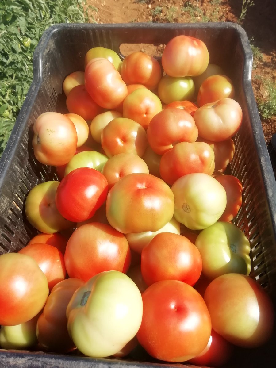 setfree_n's tweet photo. Week #2 harvesting https://t.co/tHGaYPjTAJ