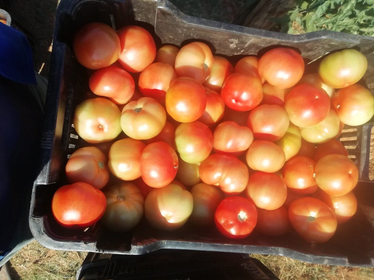 setfree_n's tweet photo. Week #2 harvesting https://t.co/tHGaYPjTAJ
