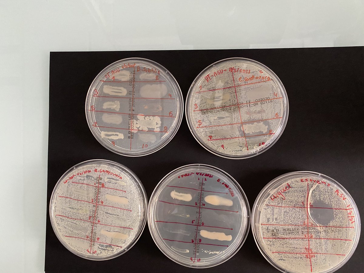 Fin en los coles <a href="/asvtweets/">American School of Valencia</a> #SantaMariadelPuig #SanPedroPascual proyecto de búsqueda de nuevos antibióticos y la concienciación sobre su uso con la colaboración de <a href="/FECYT_Ciencia/">FECYT</a> Nos queda el evento final en <a href="/uchceu/">Universidad CEU UCH</a> seguiremos informando 🎙<a href="/asociacionruvid/">Asociación RUVID</a> <a href="/CienciaUCHCEU/">Ciencia CEU UCH</a> 👉fotos