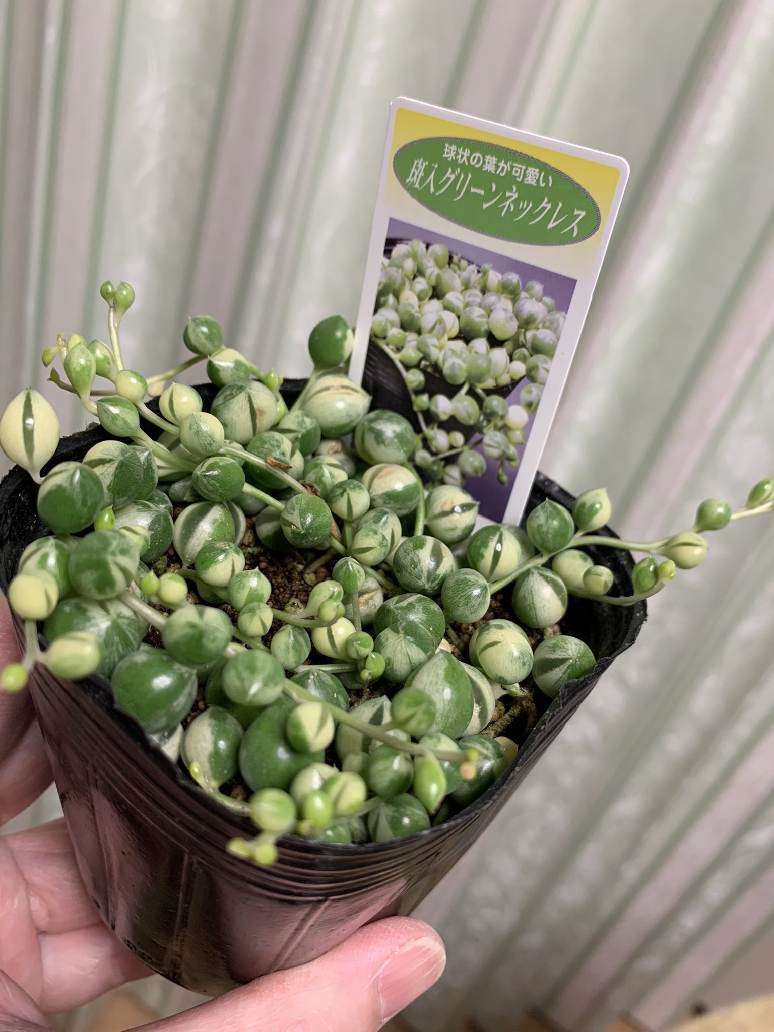 Naomi S Charmさんで初めて水草以外の植物を購入 斑入りグリーンネックレス まっるっこくて可愛いです Charmで多肉 斑入りグリーンネックレス グリーンネックレス T Co Cu4gx1ph9x Twitter