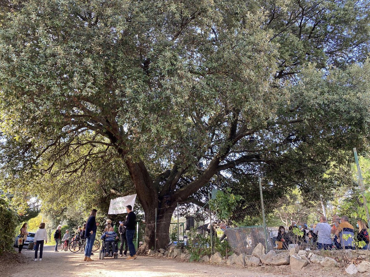 Chêne vert remarquable de Castelnau-le-Lez (34): “La justice préfère les promoteurs aux défenseurs des arbres” 🌳😪🌳 par Georges Feterman, Francis Hallé Thomas Brail #ArbreRemarquabledeFrance #environnement