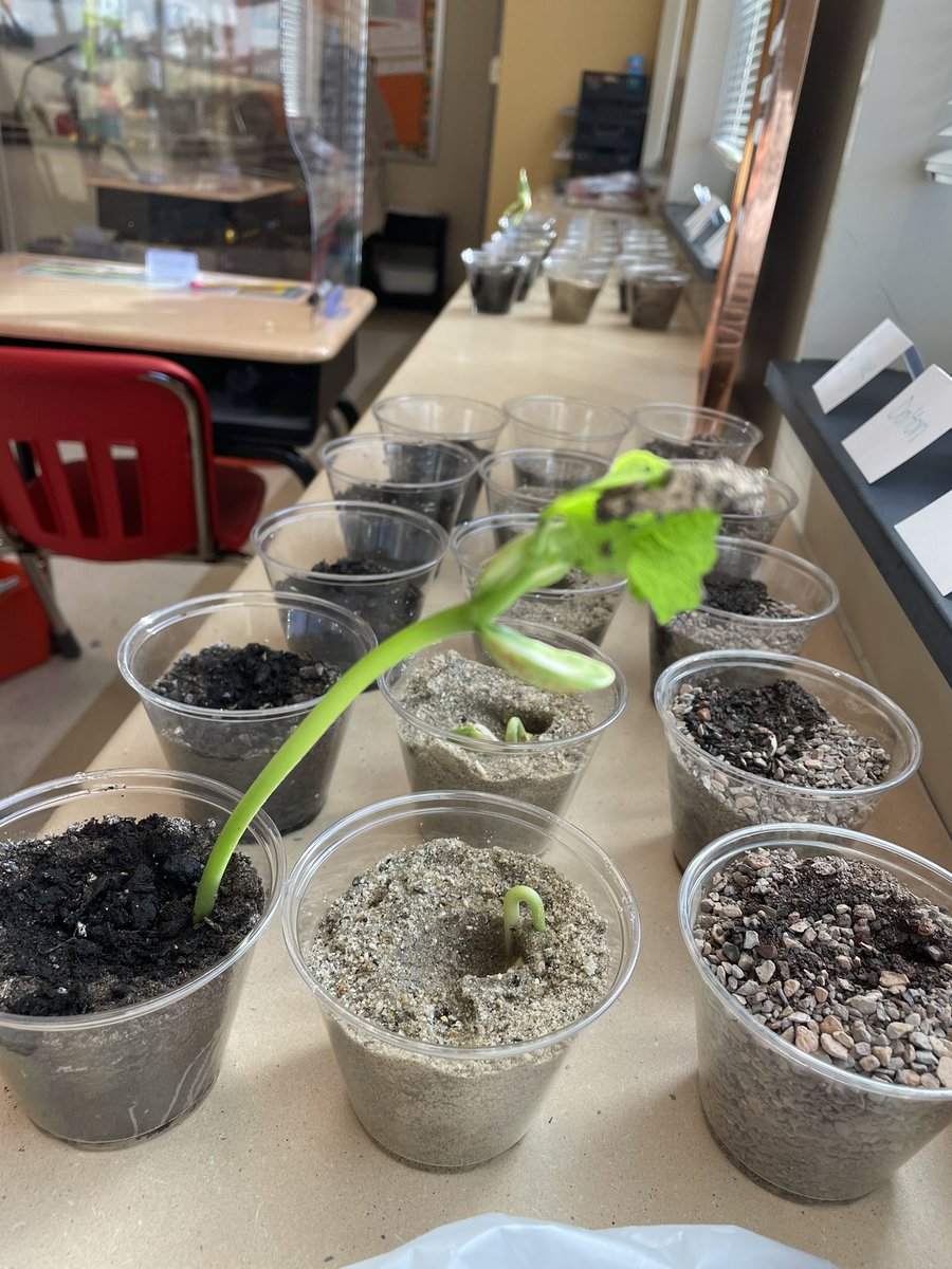 Miss Papa tweet media