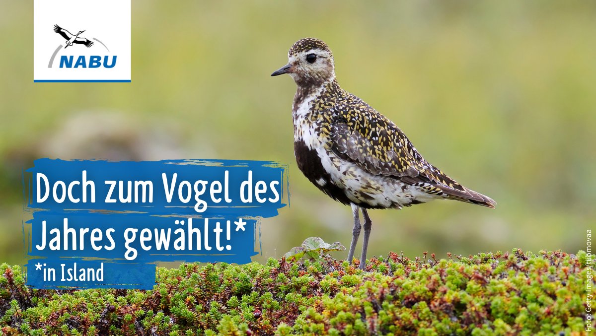 Er kam, sah, dass es in 🇩🇪 keine #Moore mehr gibt und flog nach 🇮🇸, wo er siegte: Der #Goldregenpfeifer wurde in Island zum #VogeldesJahres gewählt! Wir freuen uns mit @Sasa_S und allen Goldi-Fans über diesen Triumph des bedrohten Moorvogels! 🏆 nabu.de/news/2021/04/2…