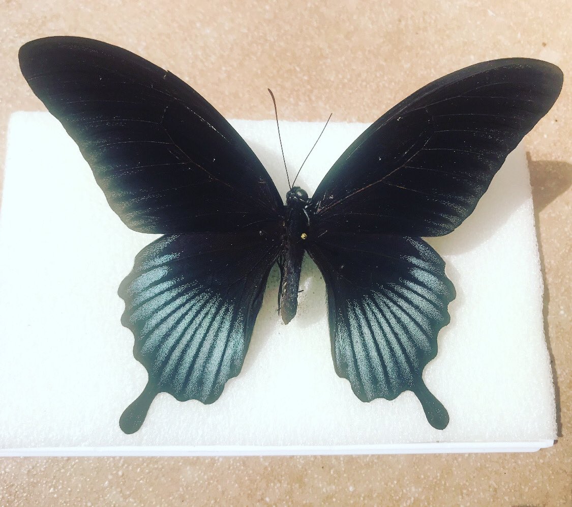 rubueno10's tweet photo. 🦋 Preparando el #TallerEducativo sobre #insectos beneficiosos y perjudiciales que impartiré esta semana en el #cole de las #nenas, con este precioso ejemplar de #PapilioLowi cedido por el compañero Isaac García 🔎👩🏼‍🤝‍👩🏻
#Butterflies #InsectLovers #Entomologists #DadWork #Education https://t.co/2psGr1tgmQ
