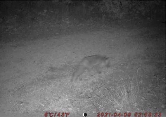 One of the many inhabitants of the Luberon massif, captured by a movement detection camera, hints of the wildlife that our actions take into account.