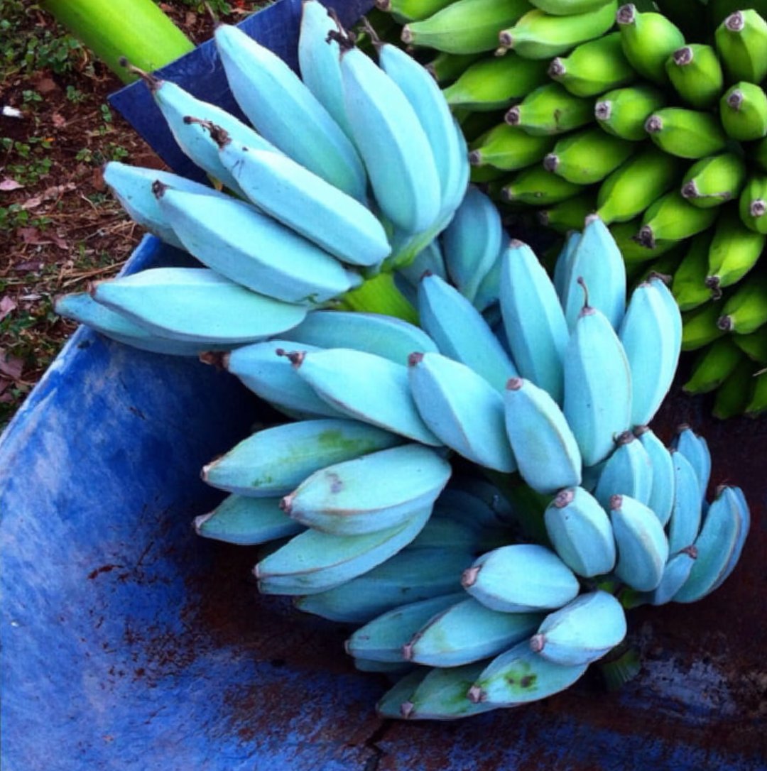 blue java banana blue java banana