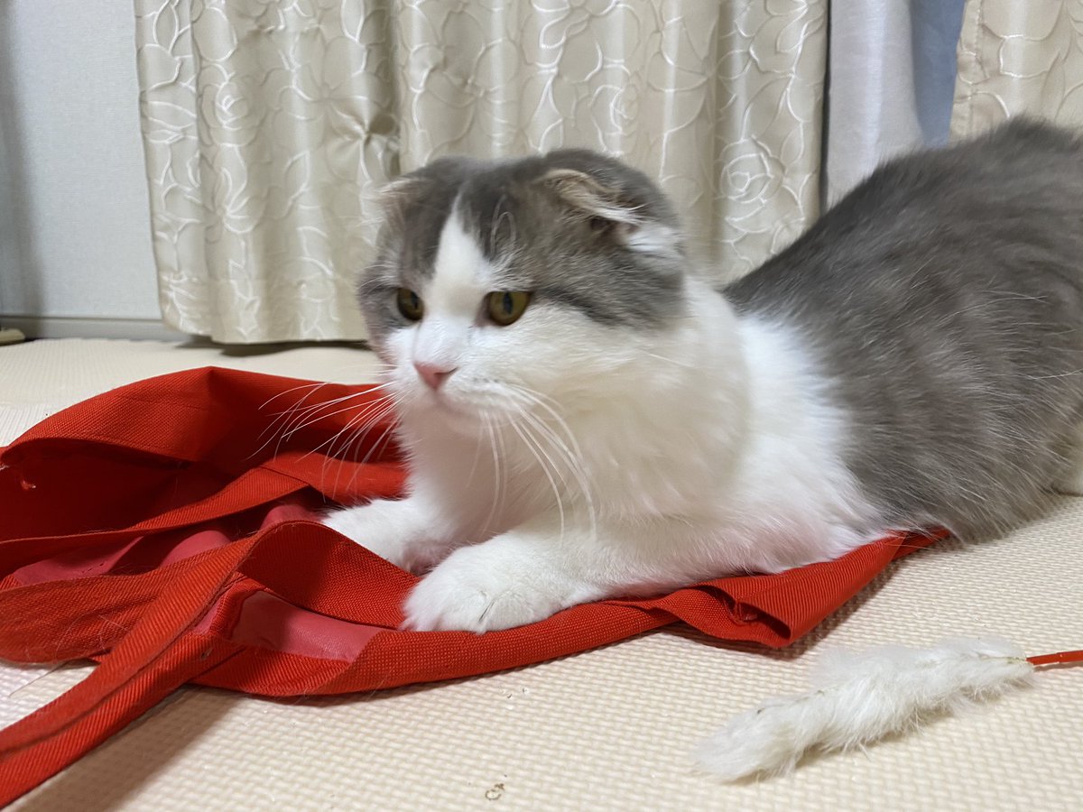 neko_oden123's tweet photo. 悪そうな顔をしている...😂 https://t.co/AYMvq6O8gT