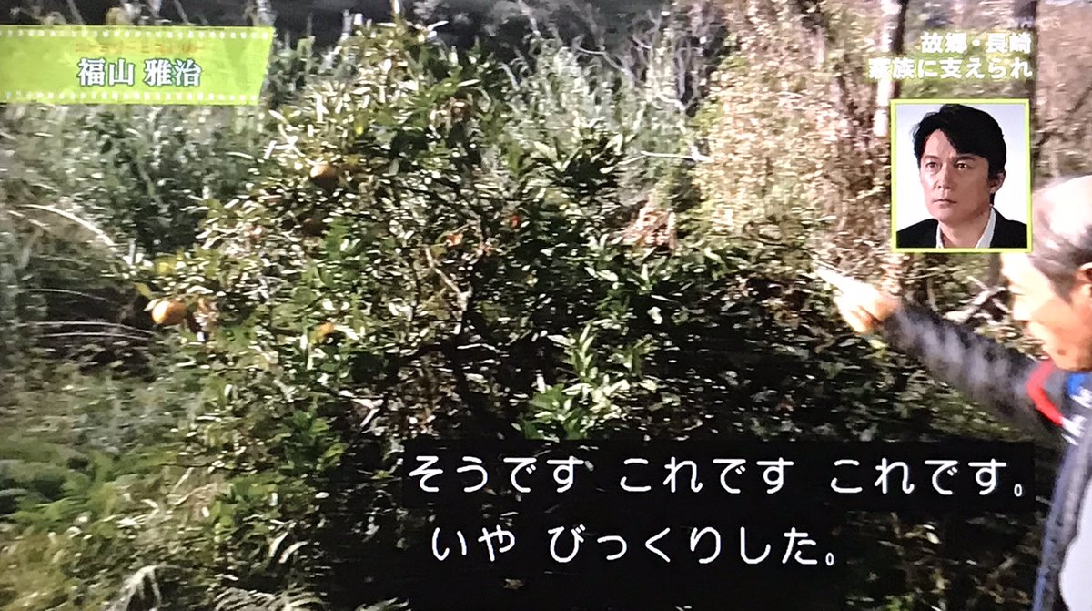Katoppe 福山雅治さんの 祖母 貞子さんの畑に一本だけ残っていた伊予かんの木が実をつけていた ファミリーヒストリー 福山雅治