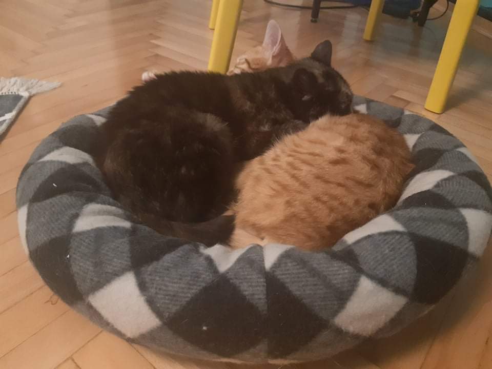 ShelterAmos's tweet photo. Torte and her new friend Tiny wish you a beautiful day โฅ๏ธ๐พ
#AMOS #AMOSShelter #animalshelter #animalrescue #fosterhome #tortoiseshellkitten #kittenlove #AdoptDontShop https://t.co/gM9ner31OV