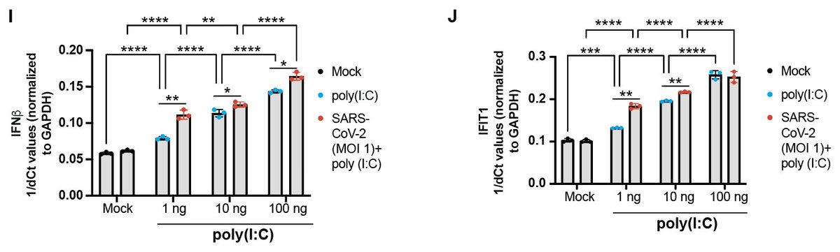  #SARSCoV2 infection has an additive effect on the amount of  #IFNbeta expression and downstream signaling induced by a synthetic stimulator of these responses (polyI:C).