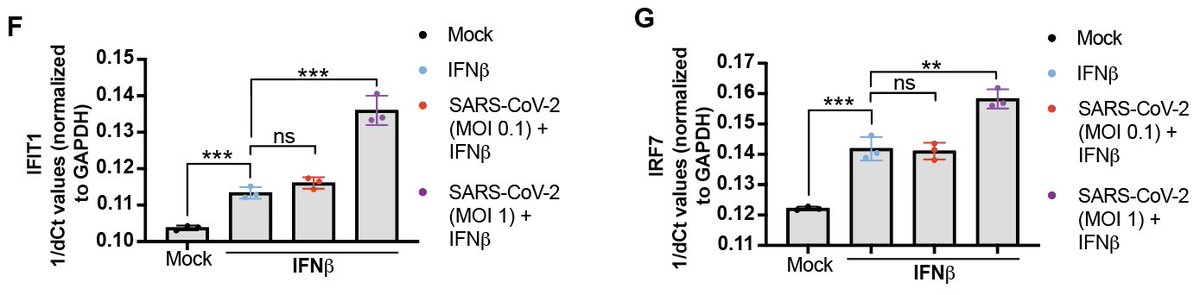 We also found that  #SARSCoV2 infection (multiplicity of infection 1) has an additive effect on the amount of downstream  #IFN signaling (i.e. ISG production) induced by recombinant type I IFNs.