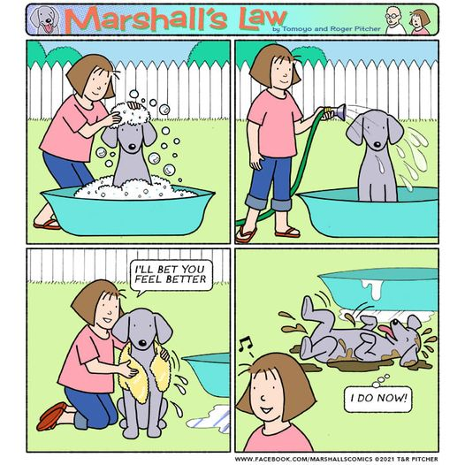 dogs dogs we love dogs (@dogsdogswelove1) on Twitter photo 