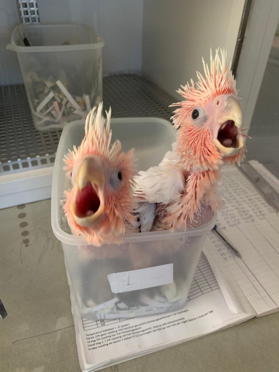 鳥のいるカフェ谷中本店 今年も クルマサカオウム 生まれています まだこのサイズですので夏頃の仲間入り予定です 今年もクルマサカオウム沢山輸入予定です オウム 販売 ヨウム モモイロインコ ウロコインコ 鳥のいるカフェ谷中本店 今年も クルマサカオウム 生まれています まだこのサイズですので夏頃の仲間入り予定です 今年もクルマサカオウム沢山輸入予定です オウム 販売 ヨウム モモイロインコ ウロコインコ