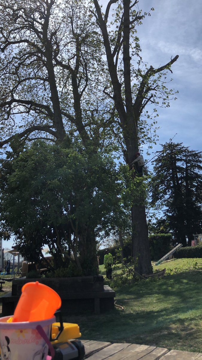 Hi <a href="/RedbridgeLive/">Redbridge Council</a> currently sitting in Ray Lodge Park watching an old tree having its branches cut. Just curious to know reasons why... can you help?