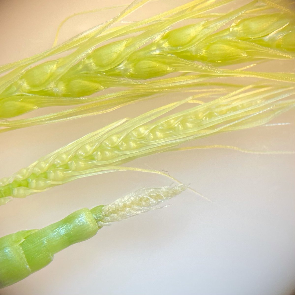 ❄️Gel d’épis, bcp de casse ? 🥶 les comptages sont rassurants dans le Lauragais mais des sites sont touchées, entre 5 et 30% d’épis détruits en blé dur 😢. 📷 : épi détruit en bas, bien touché au milieu et indemne en haut. Ces épis viennent de plante au même stade: DFP ! #arvalis