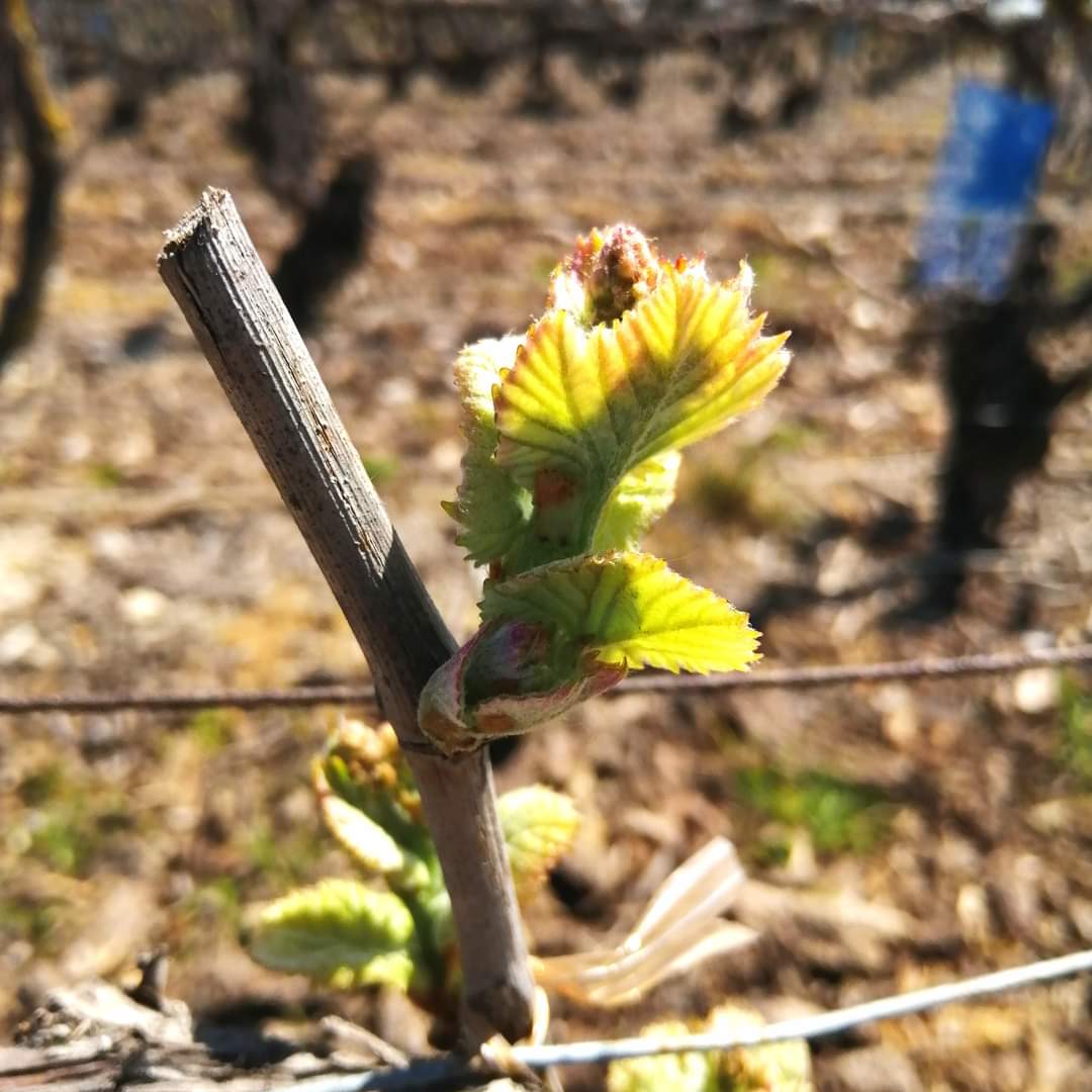 CVesselle's tweet photo. Malgré les gelées des dernières semaines, les petits bourgeons s'épanouissent de jour en jour ! 
🌱☀️🍇
#bourgeons #vignes #nature #champagne #hve https://t.co/HNDzvOUK4d