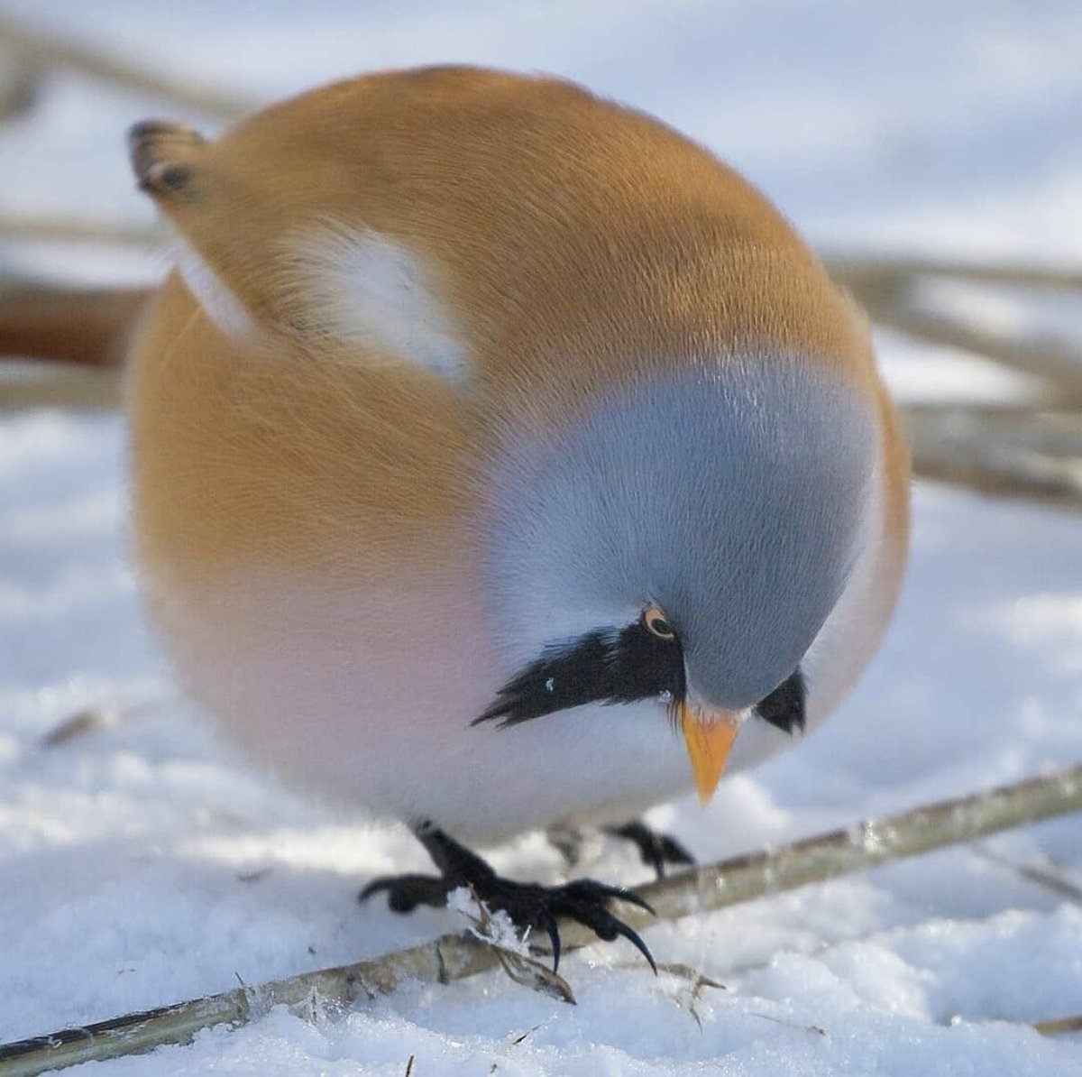 お前飛べるんか ってレベルにまん丸な鳥さんが可愛い 話題の画像がわかるサイト