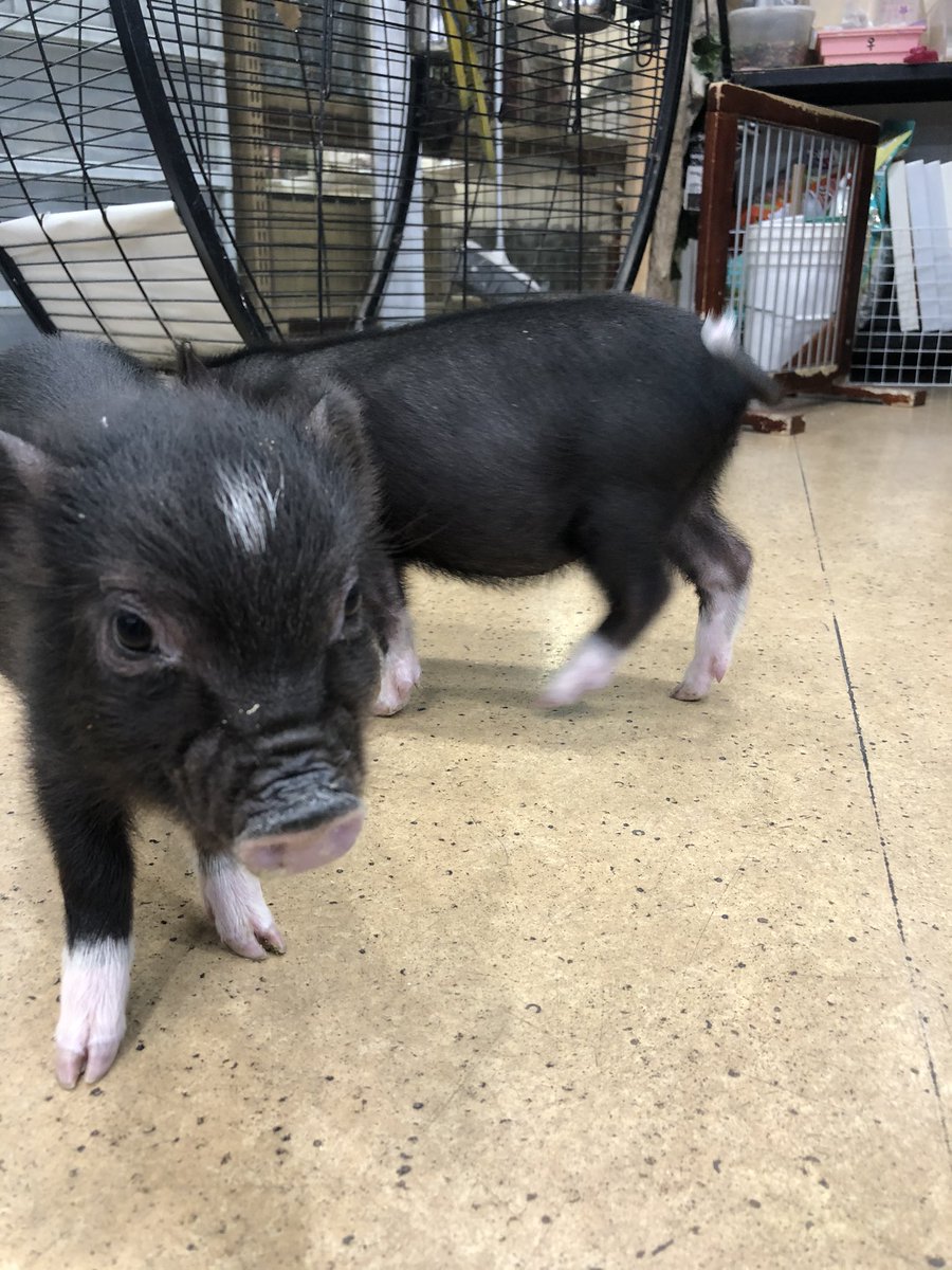 マッドマン葛西店 Kasai Mudman Twitter