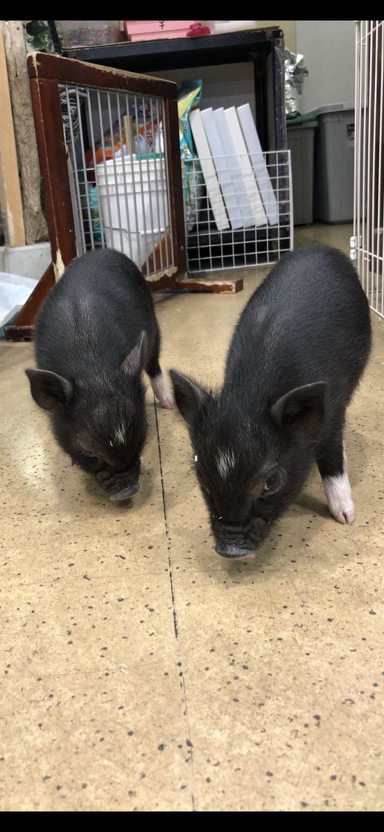 マッドマン葛西店 Kasai Mudman Twitter