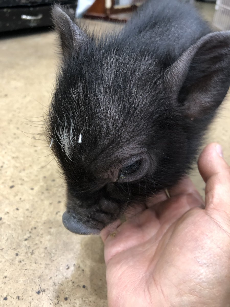 マッドマン葛西店 Kasai Mudman Twitter