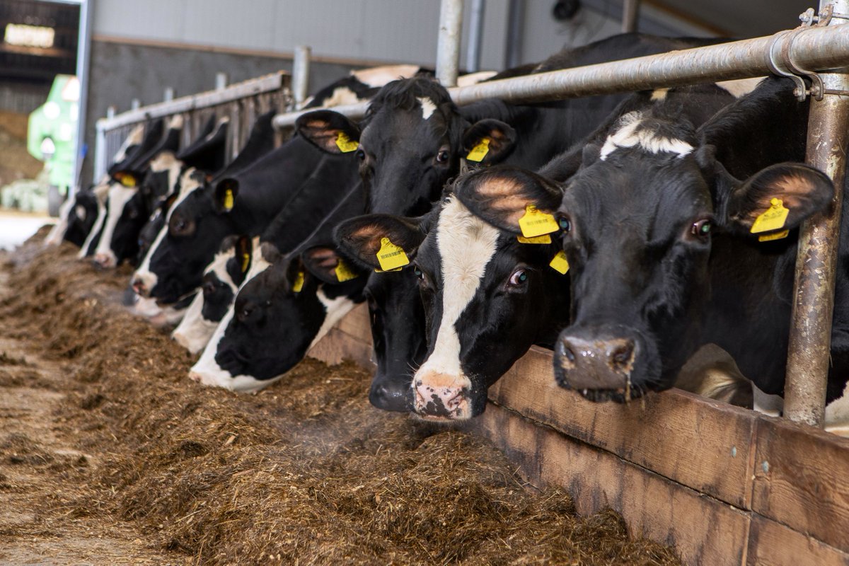 FullwoodPackoIE's tweet image. We put the cow first while improving
results, it&apos;s that simple. #wecare about the bigger
picture 📈🐄

Click the link in our bio to find out more about #M2erlin
👉

#FullwoodPacko #dairycows #dairyfarm #dairy365