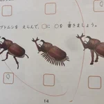 カブトムシを選ぶ問題に親子で爆笑!足が、足がおかしい!