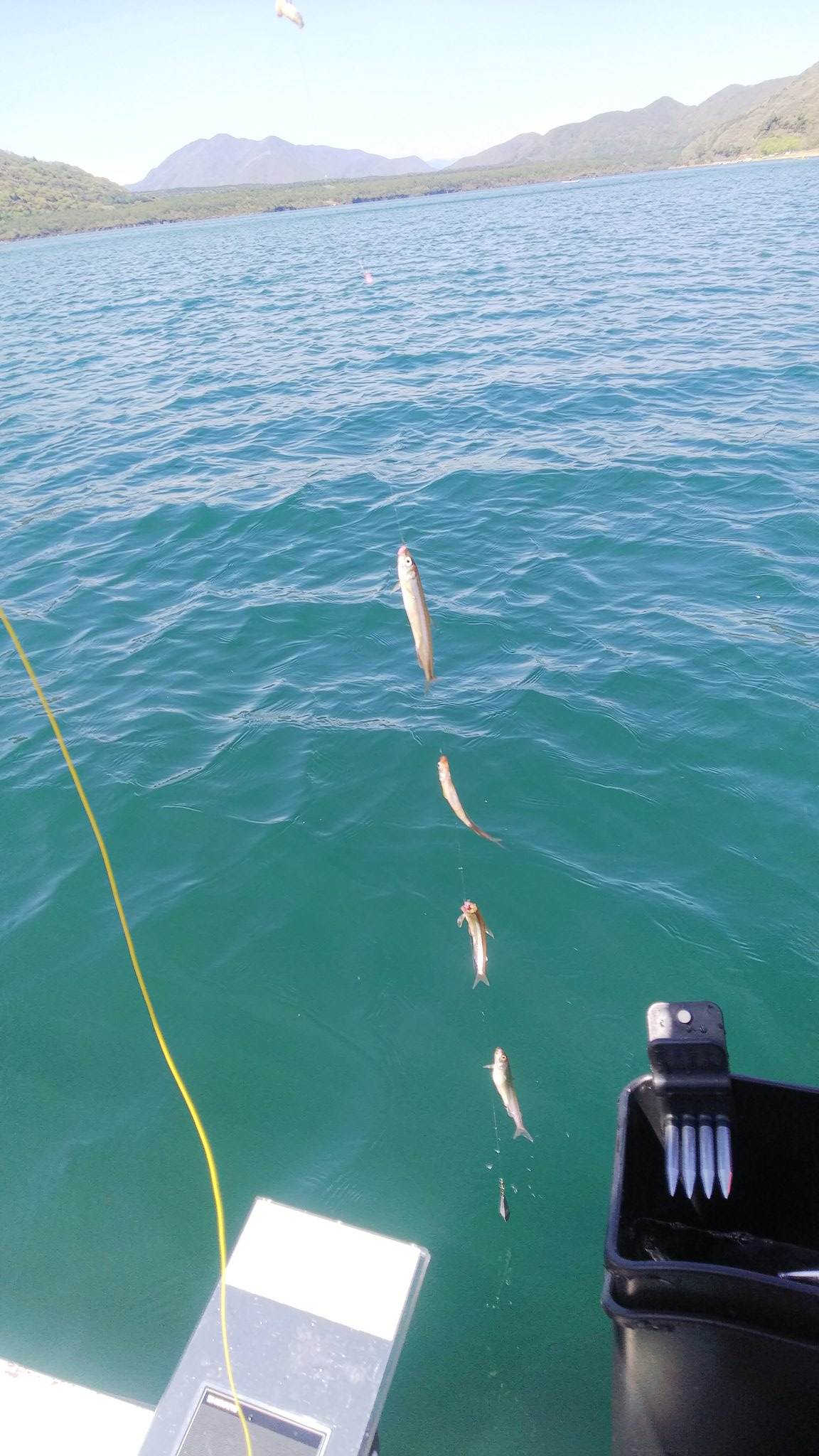 鮎師ふじぼー 時々農家 4月26日今シーズン23回目のワカサギ釣りは西湖白根ボートさん 穂先がレイクマスターl03r 仕掛けは時短 時短誘々6本 釣果は3匹とヒメマス1匹と大満足 強風の中ポイント転々としてオール漕ぎまくったから大胸筋が