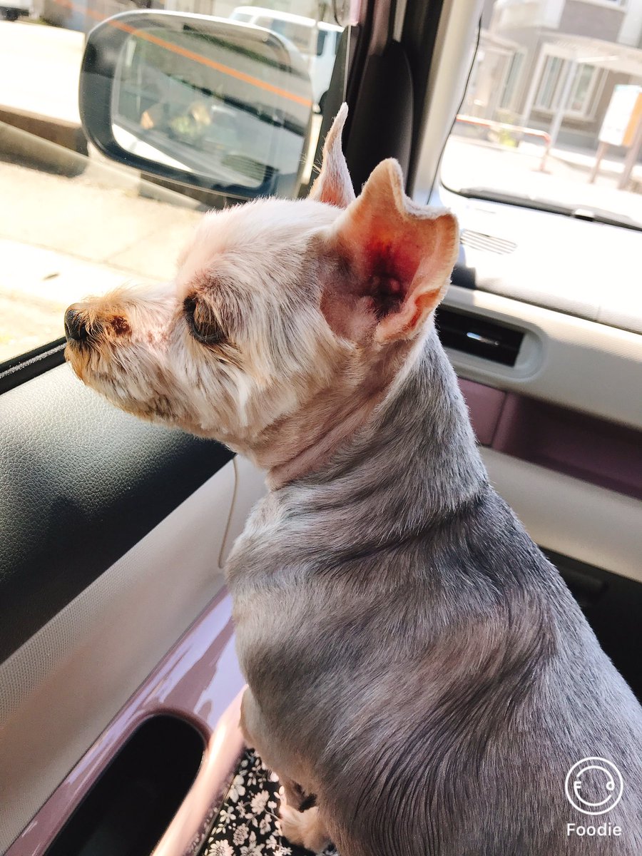 ロンちゃん ヨークシャテリア Macaron Peda Twitter