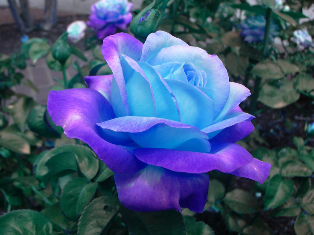 世界の花図鑑 青バラ 遺伝子組み換えにより誕生した花 本来 青色のバラは存在しませんがパンジーの青色遺伝子を投入することにより誕生しました 花言葉は 奇跡 や 夢が叶う T Co F4pbbcvqyp Twitter 世界の花図鑑 青バラ 遺伝子組み換えにより誕生した花 本来 青色のバラは存在しませんがパンジーの青色遺伝子を投入することにより誕生しました 花言葉は 奇跡 や 夢が叶う T Co F4pbbcvqyp Twitter