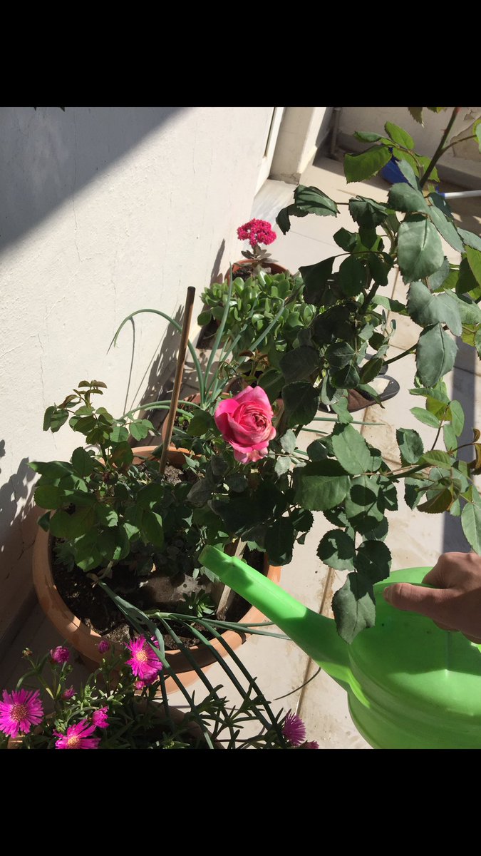 Gülü susuz seni aşksız bırakmam...