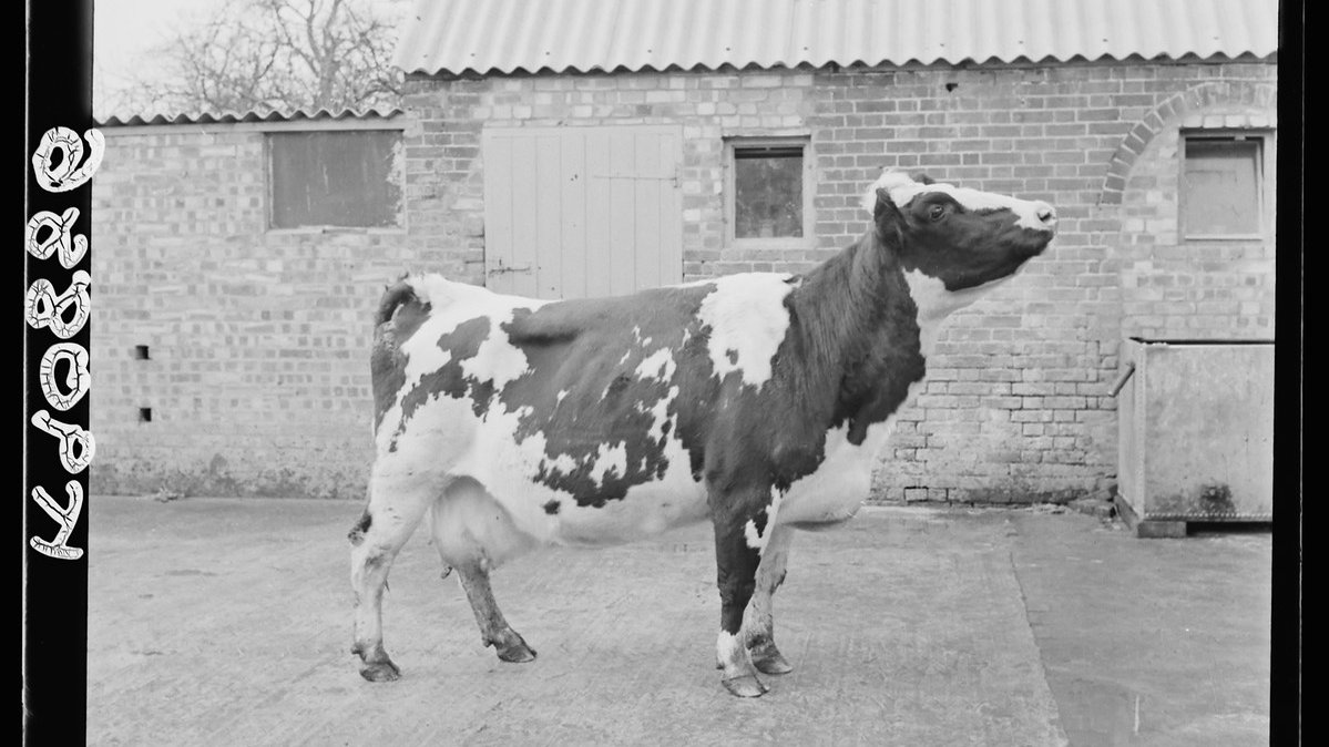 can't believe this cow singlehandedly invented portrait photography