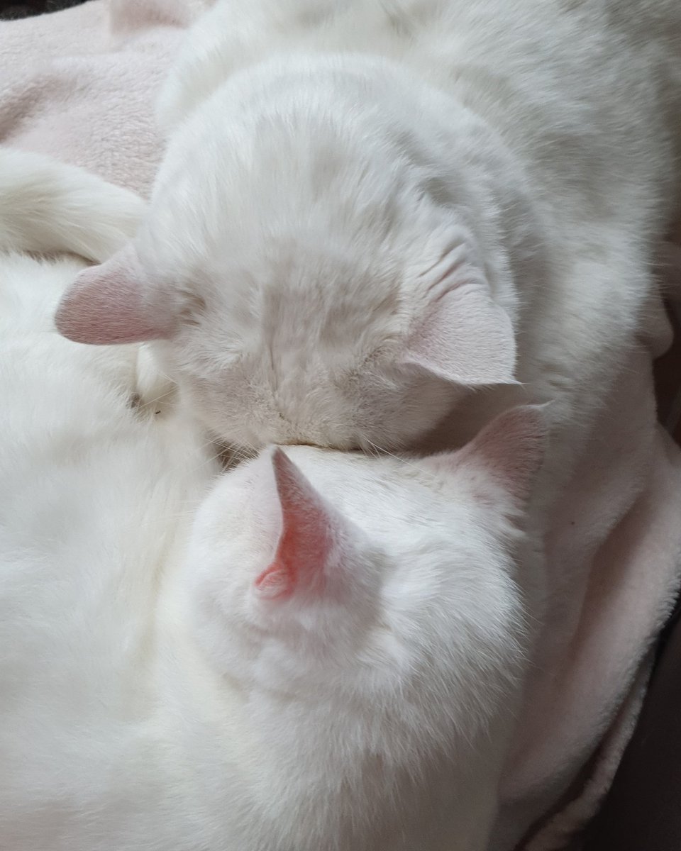 Two pure white cats curled up asleep together with their foreheads pressed together. One of the cats is larger than the other. They're on top of a pink blanket.