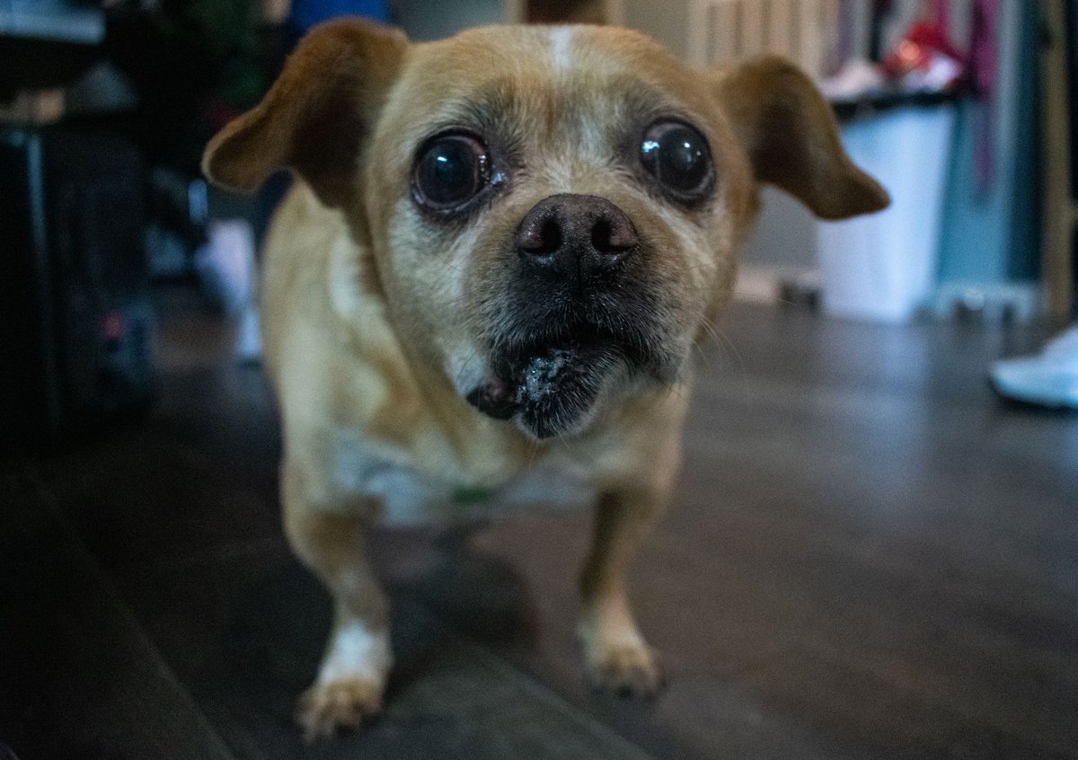 CAREJeffCounty1's tweet photo. Happy Boop Day everyone from Rocky! And what a day it's going to be! Not got anything on today? Take a pup on a walk or a day out. Maybe an Ice Cream!? 🍦☀️ https://t.co/6ZCTMN8VWJ