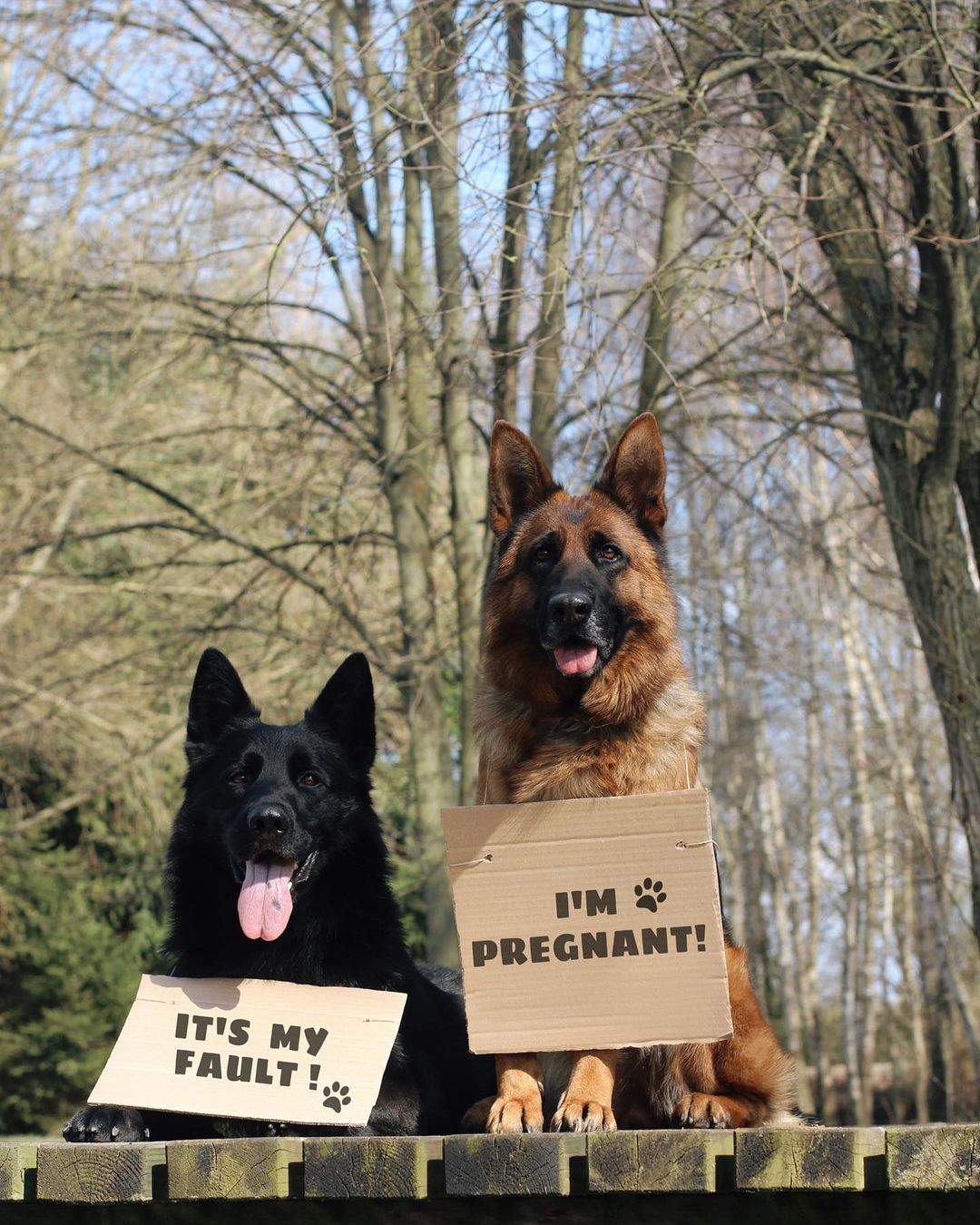 Pregnant german hotsell shepherd dog