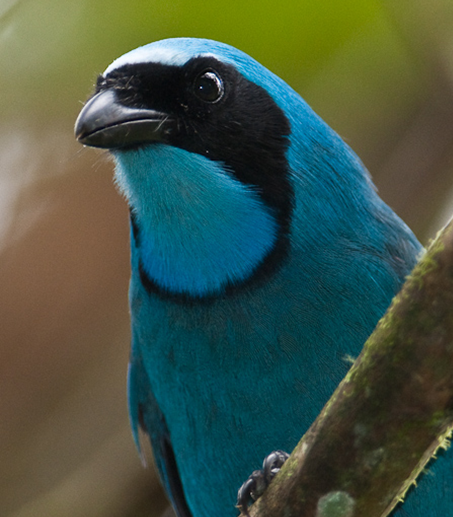 Ronan the Accuser / Turquoise Jay ( Stephen Davies)