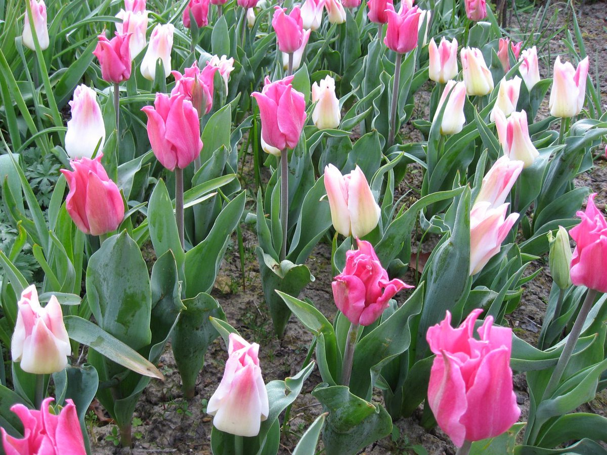 Sally Sanderson (@sallychairfohp) on Twitter photo Want to know what’s in flower in Park House Sensory Garden <a href="/HorshamPark/">Friends Of Horsham Park</a> - go to: friendsofhorshampark.co.uk/news/
for a quick guide #blossomwatch #loveparks Want to know what’s in flower in Park House Sensory Garden <a href="/HorshamPark/">Friends Of Horsham Park</a> - go to: friendsofhorshampark.co.uk/news/
for a quick guide #blossomwatch #loveparks