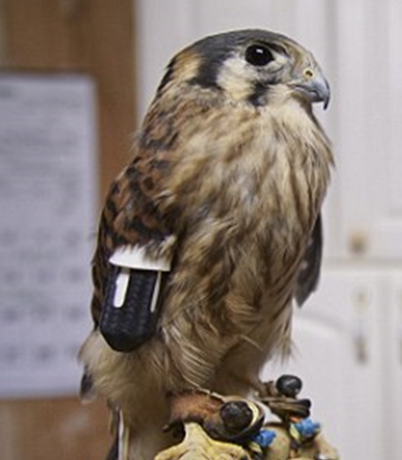 Winter Soldier / American kestrel with prosthesis ( AP)