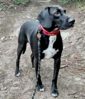 millypod1's tweet photo. 🆘20 APR 2021 TOBY #Lost #ScanMe #Tagged
Black With White Chest Pointer Cross Male
#KingsHill #WestMalling #ME19
SIGHTINGS PLZ ☎️07738059885
https://t.co/bTvyRsC9pi https://t.co/vloyVvKiMK