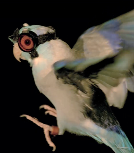 Falcon / Pacific parrotlet ( Eric Gutierrez)