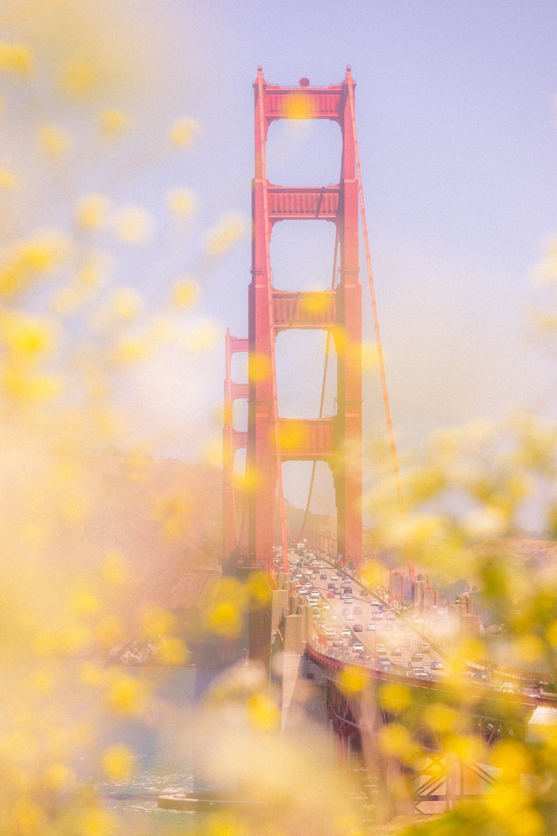 briscoepark's tweet photo. San Francisco Pinks https://t.co/NOWS9D55o3