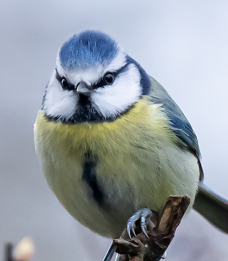 Grandmaster / Blue tit ( Ted Smith)