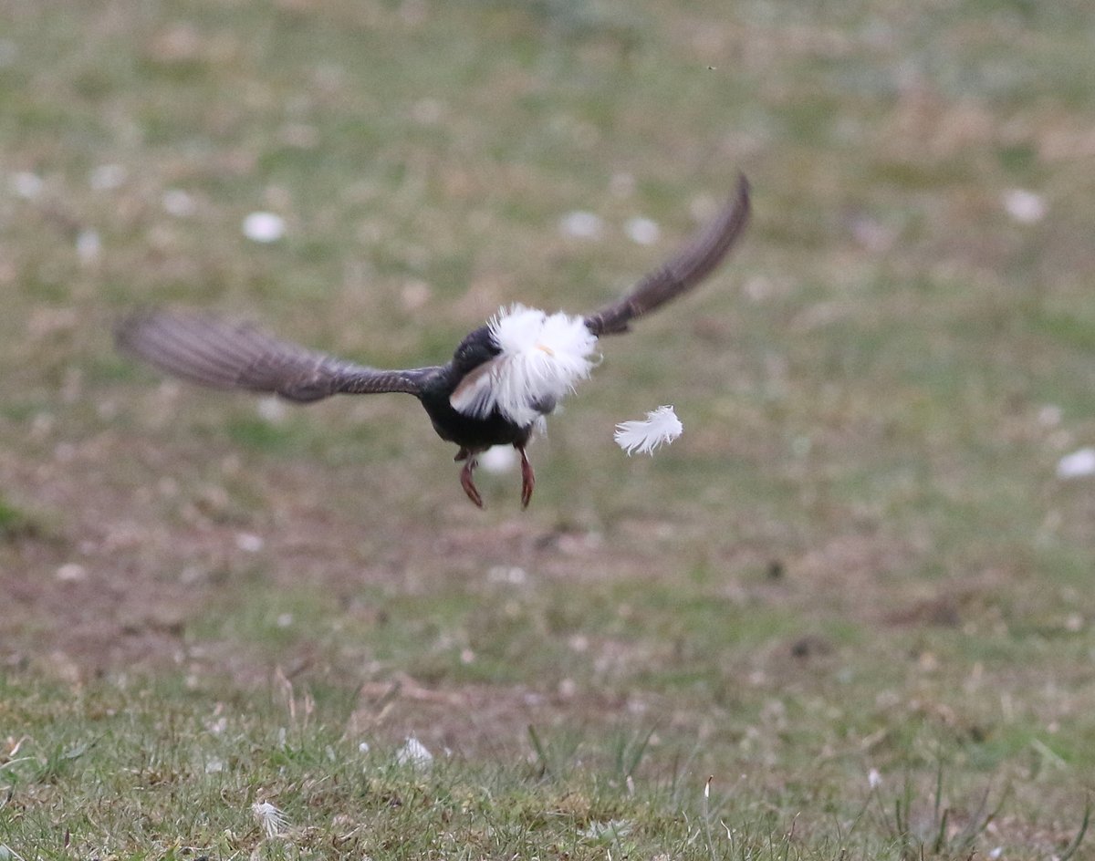 Ian Andrews (@ijandrews1) on Twitter photo 26 Apr. Musselburgh. My first Swift and House Martin on the Esk this afternoon. A new Black-tailed Godwit arrived on the scrapes and some Starlings were busy collecting feathers <a href="/birdinglothian/">Birding Lothian</a> 26 Apr. Musselburgh. My first Swift and House Martin on the Esk this afternoon. A new Black-tailed Godwit arrived on the scrapes and some Starlings were busy collecting feathers <a href="/birdinglothian/">Birding Lothian</a>